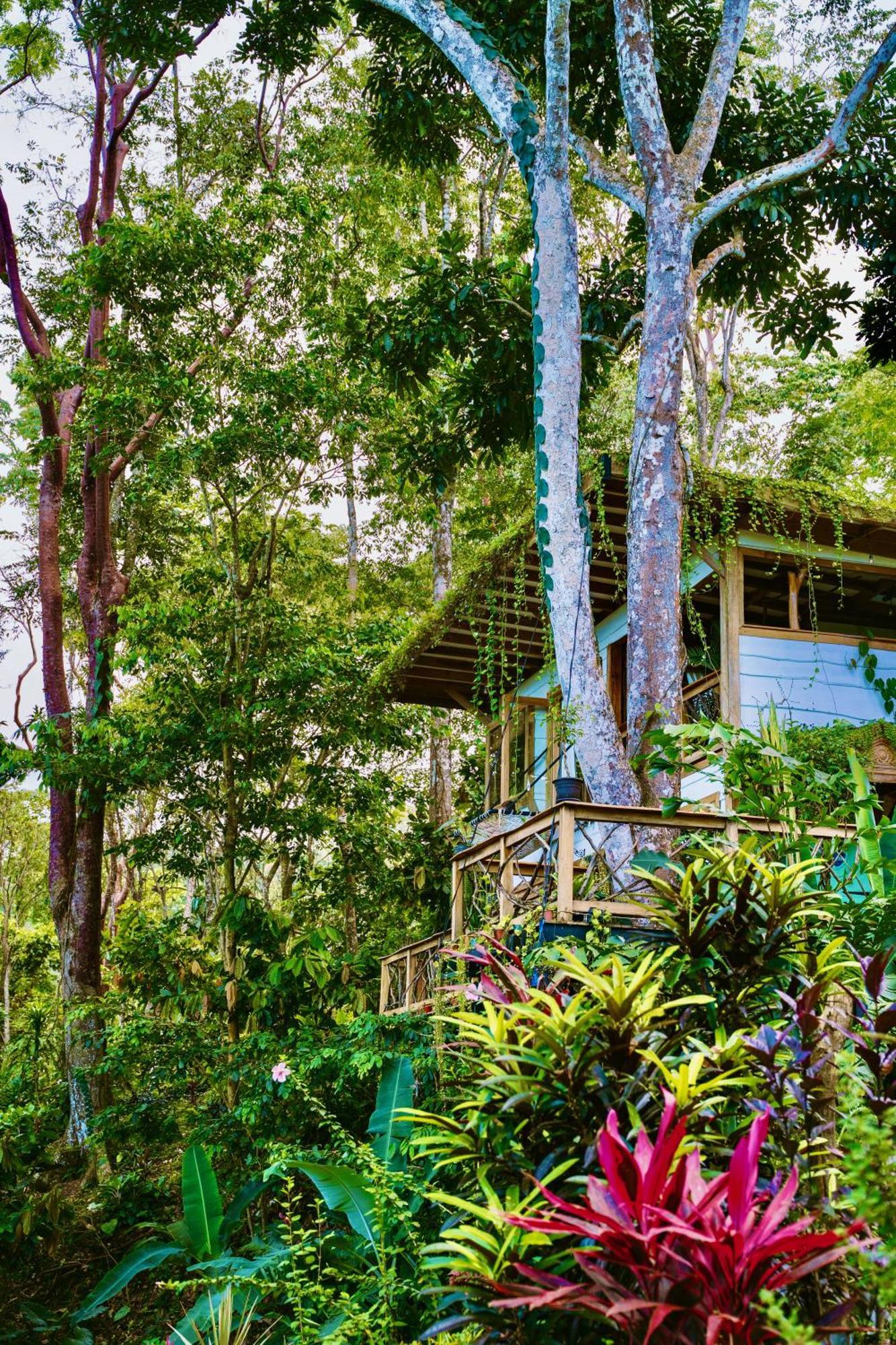 Villa Jungle Spirit Treehouse Cahuita Exterior foto