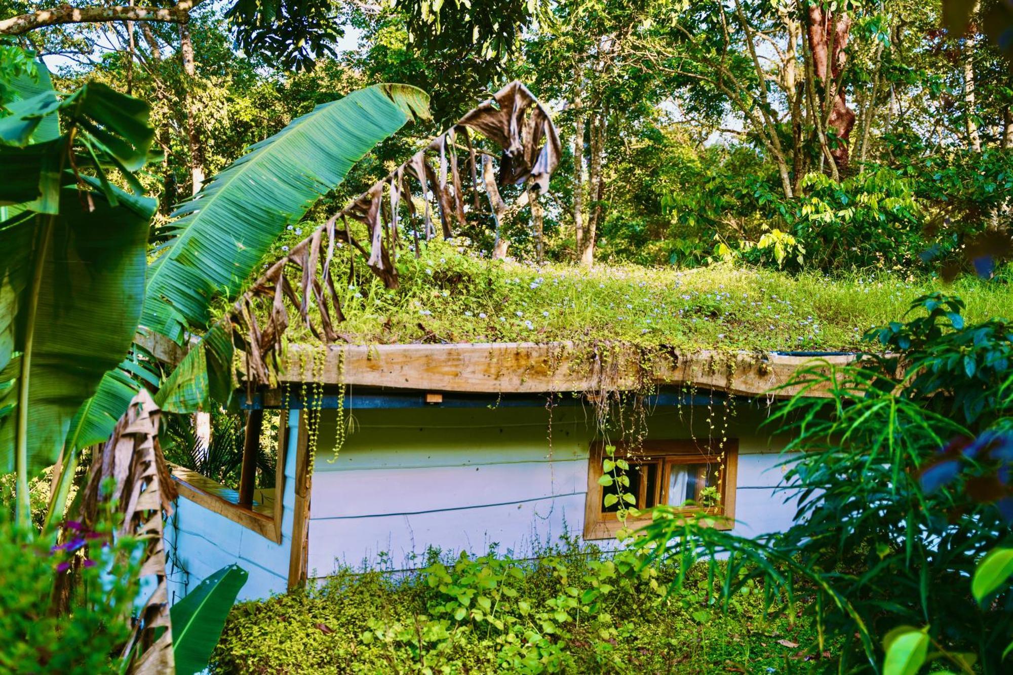 Villa Jungle Spirit Treehouse Cahuita Exterior foto