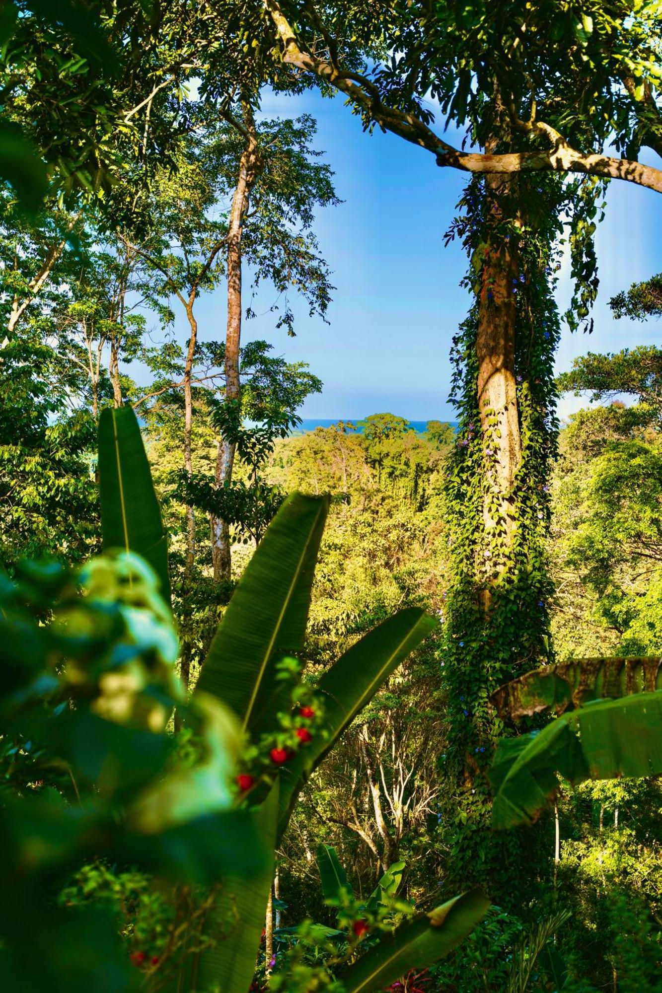 Villa Jungle Spirit Treehouse Cahuita Exterior foto