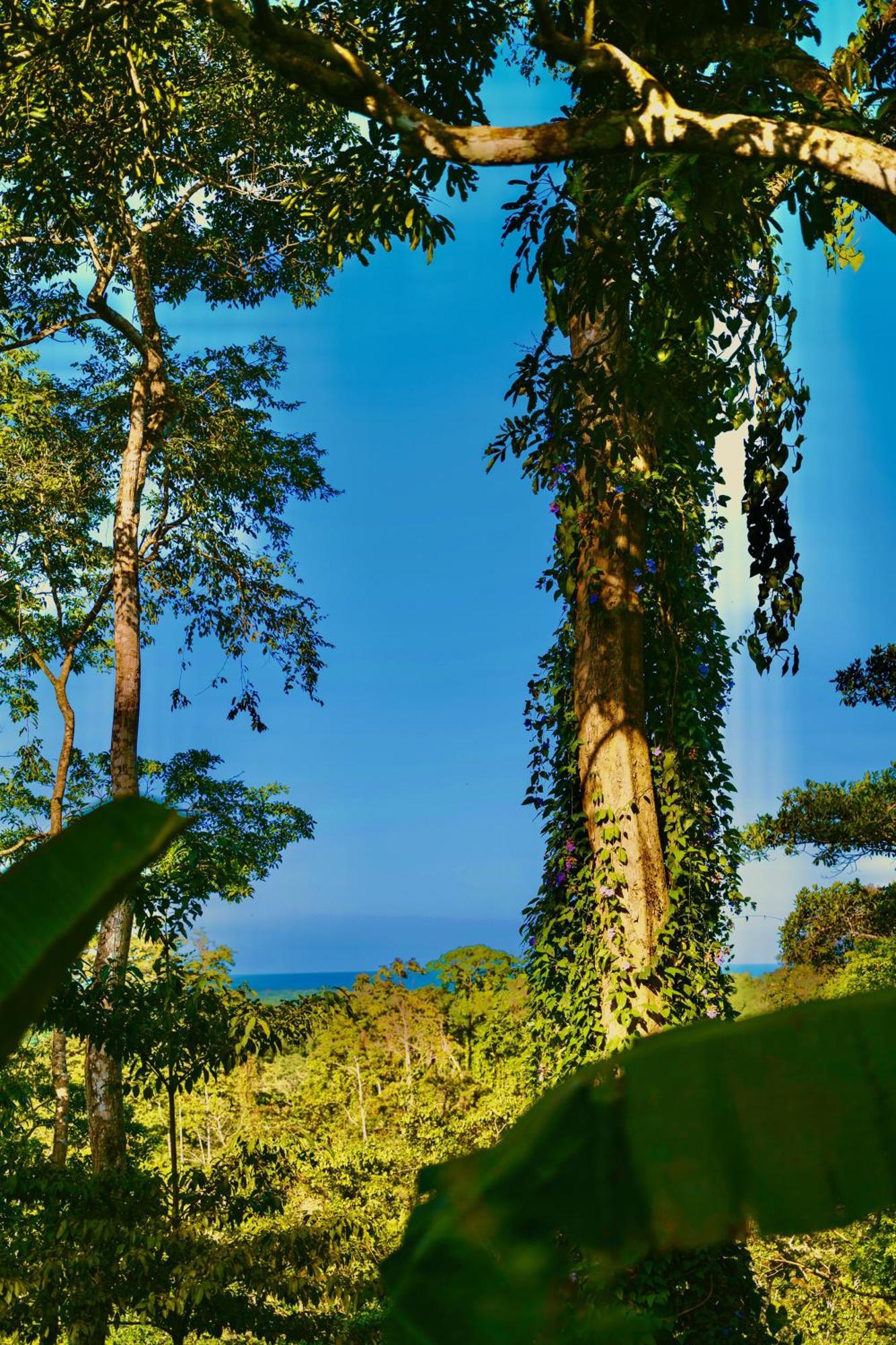 Villa Jungle Spirit Treehouse Cahuita Exterior foto