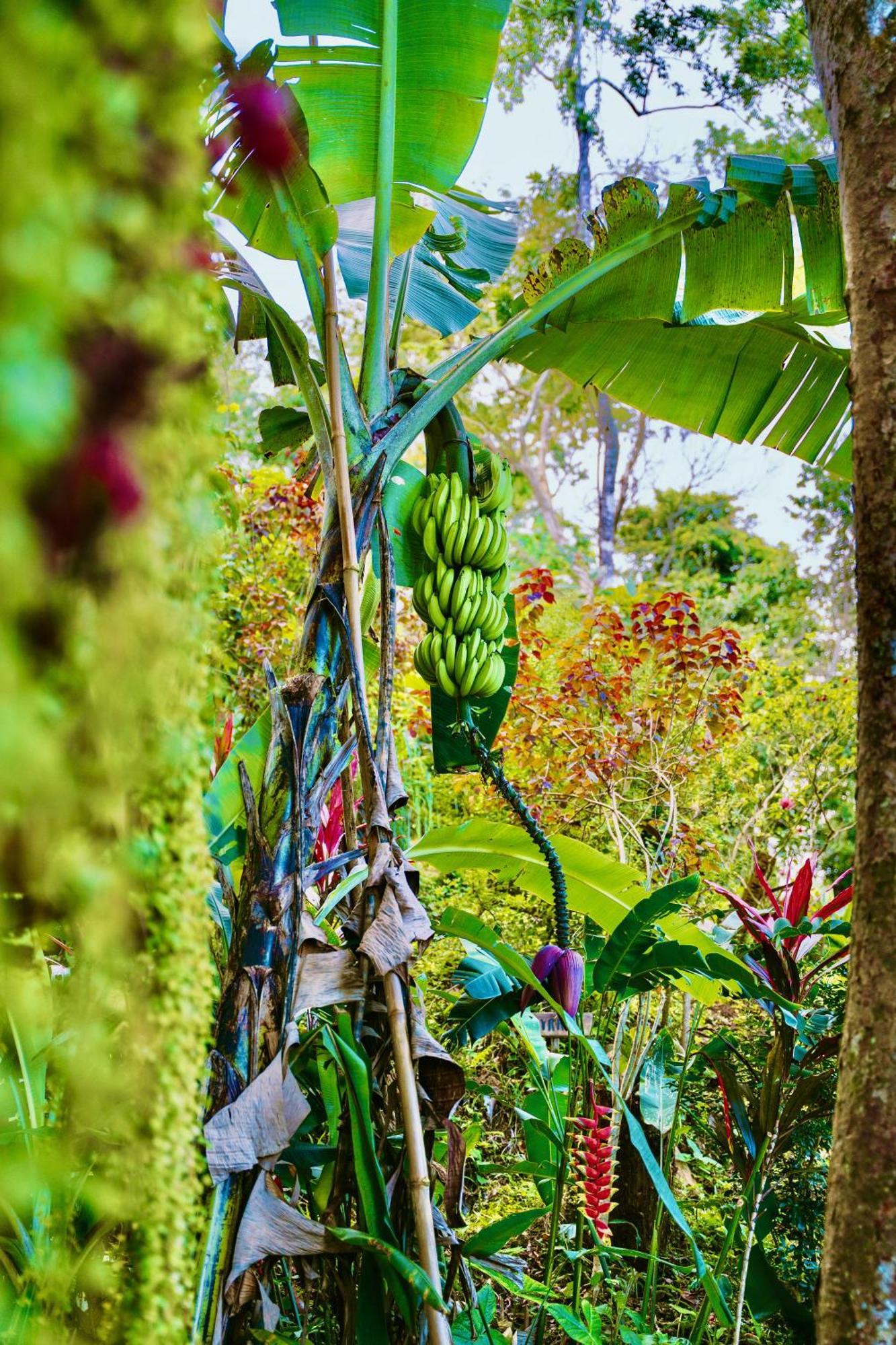 Villa Jungle Spirit Treehouse Cahuita Exterior foto