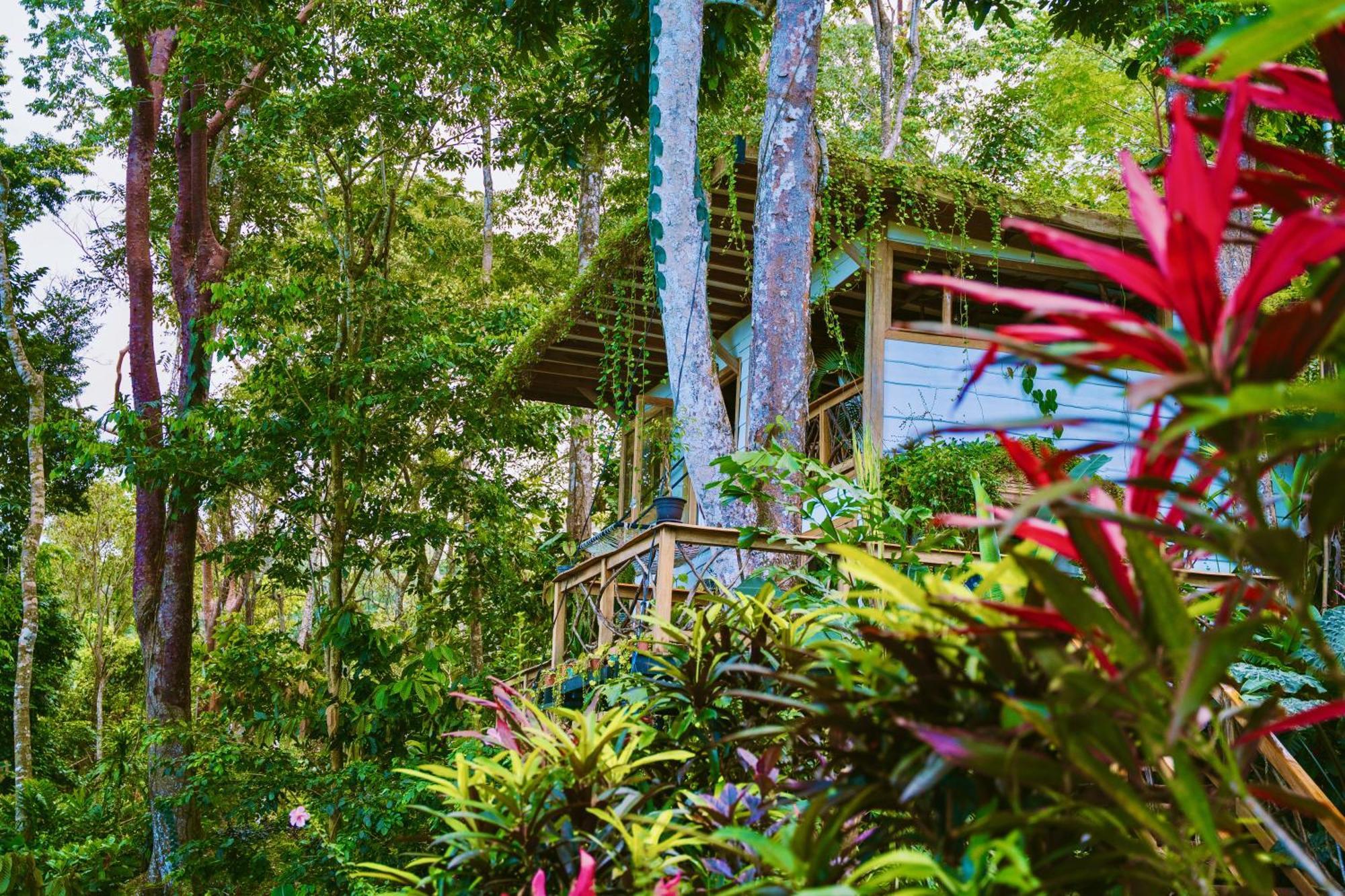 Villa Jungle Spirit Treehouse Cahuita Exterior foto
